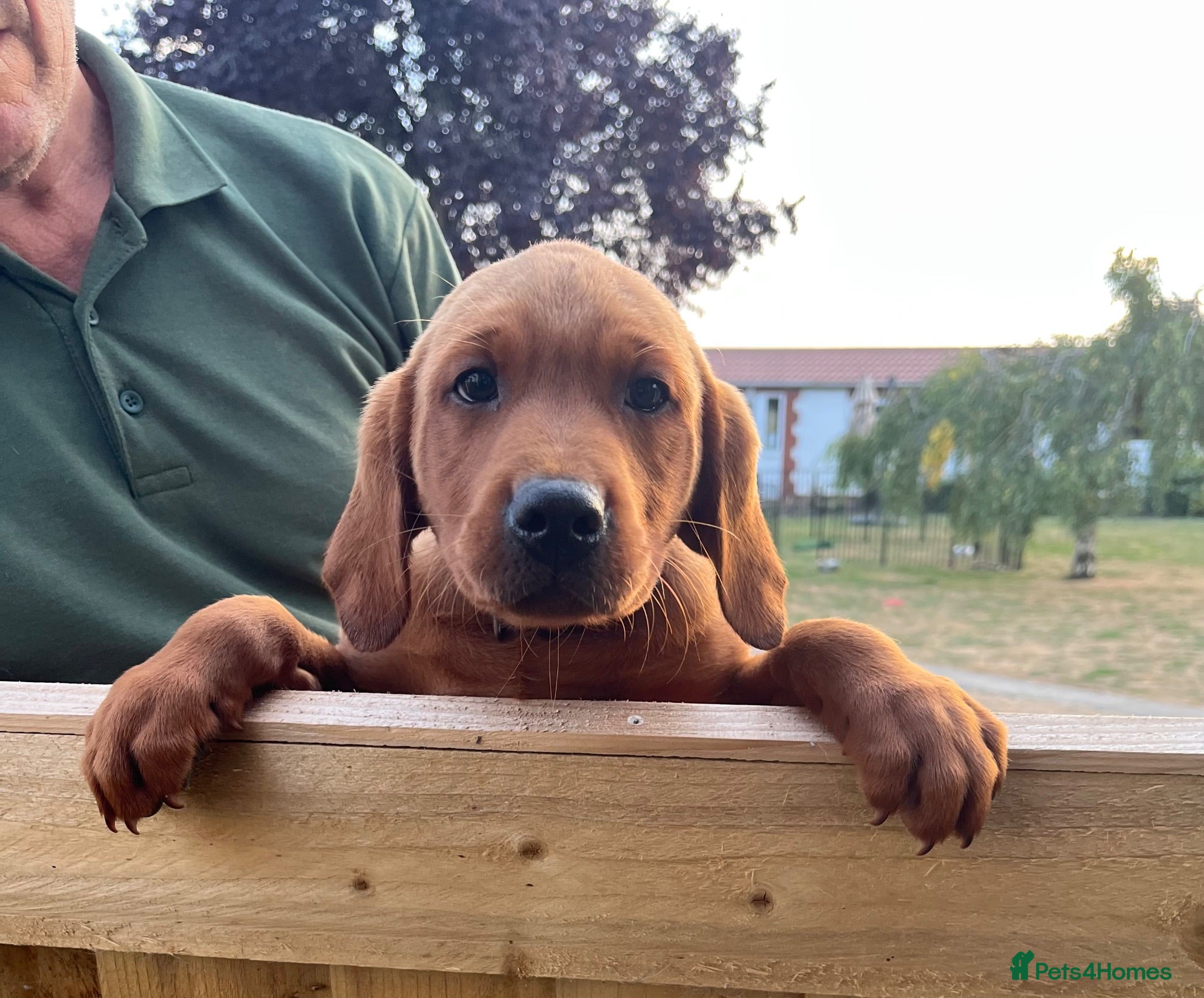 Labrador Retriever dogs Fully Health Tested, Outstanding Dark Red Puppies - Advert 1