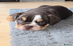 English Bulldog dogs for sale: English Bulldog puppie- Chocolate/tan & Brindle - Image 20