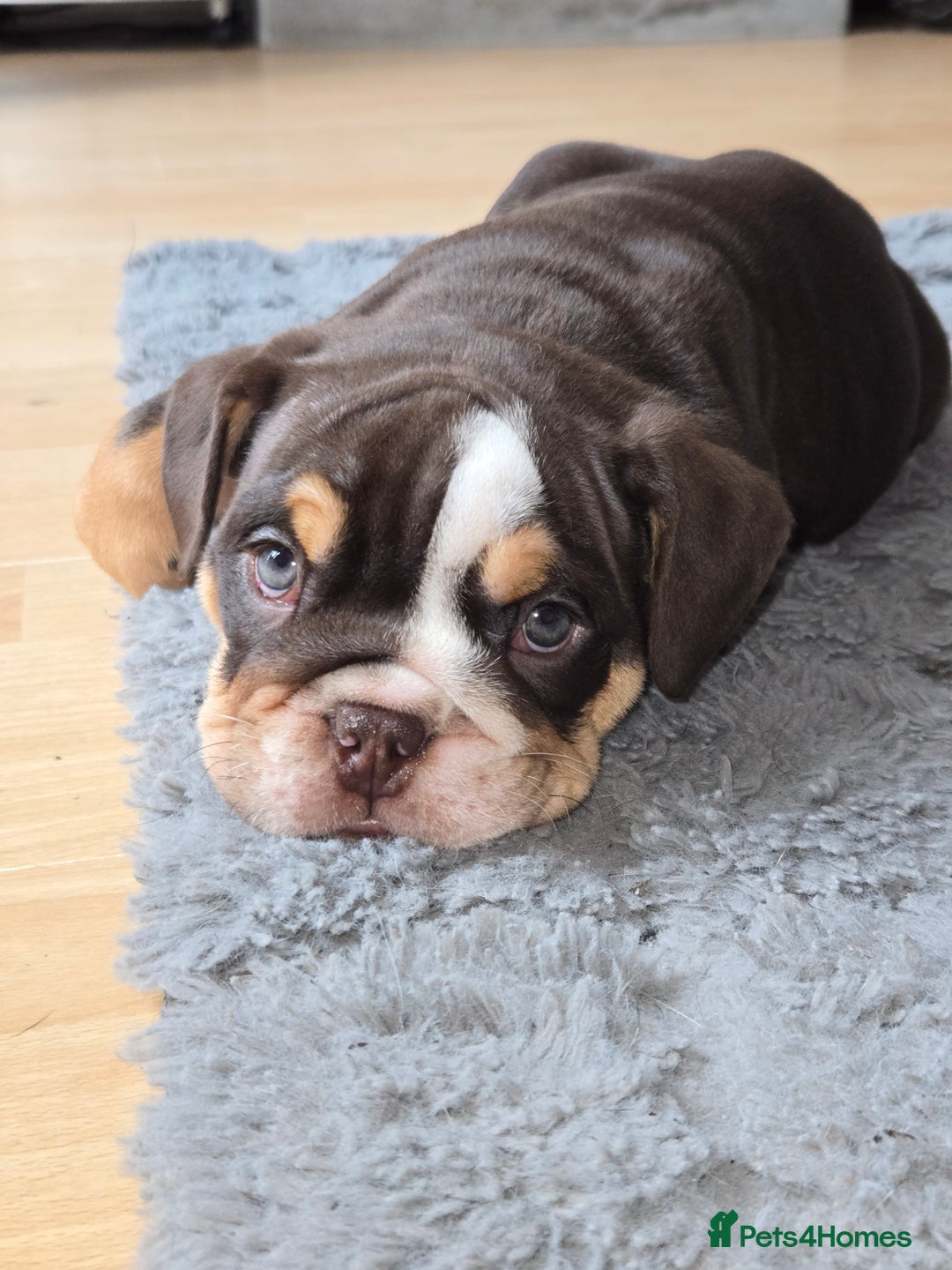English Bulldog dogs for sale: English Bulldog puppie- Chocolate/tan & Brindle - Image 20