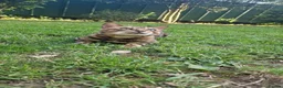 Bengal cats for stud: Bengal cat for stud, Fabio. - Advert 4