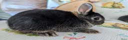 Netherland Dwarf rabbits for sale: Netherland dwarf rabbits - Advert 11