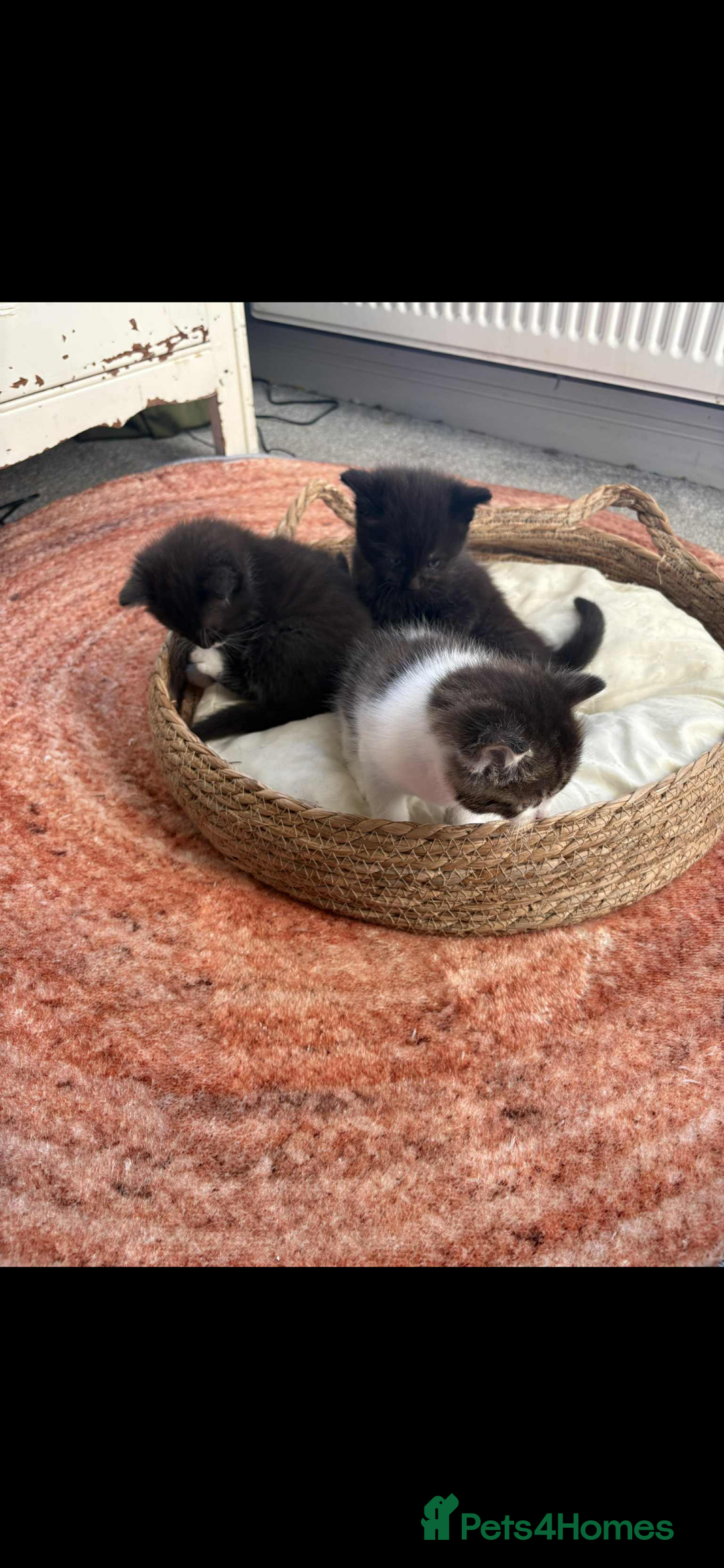 Persian cats for sale: Kittens - Image 2