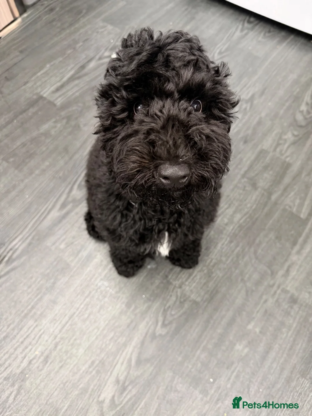 Cockapoo dogs for sale: Cockopoo 5 months old  in Blandford Forum - Advert 2