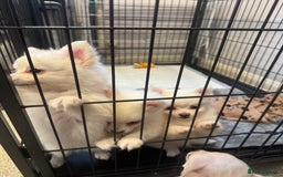 Pomchi dogs for sale: Beautiful Fluffy Pomchi Last Boy - Image 37