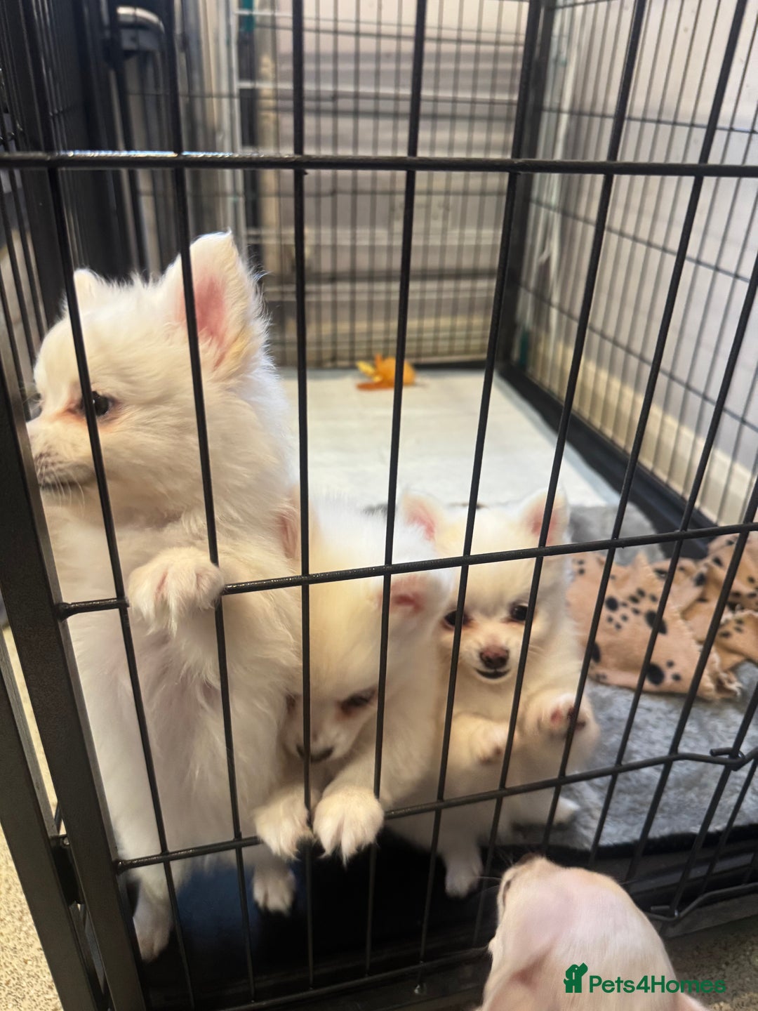 Pomchi dogs for sale: Beautiful Fluffy Pomchi Last Boy - Image 37