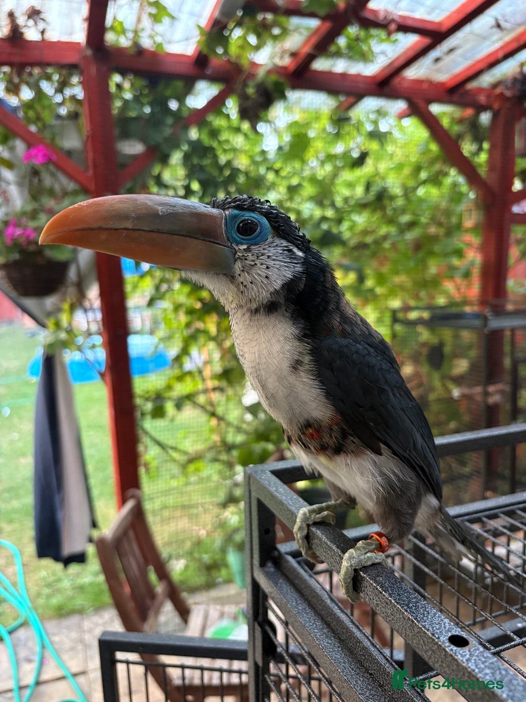 Softbills birds for sale: Silly tame curl created baby for sale  - Image 2