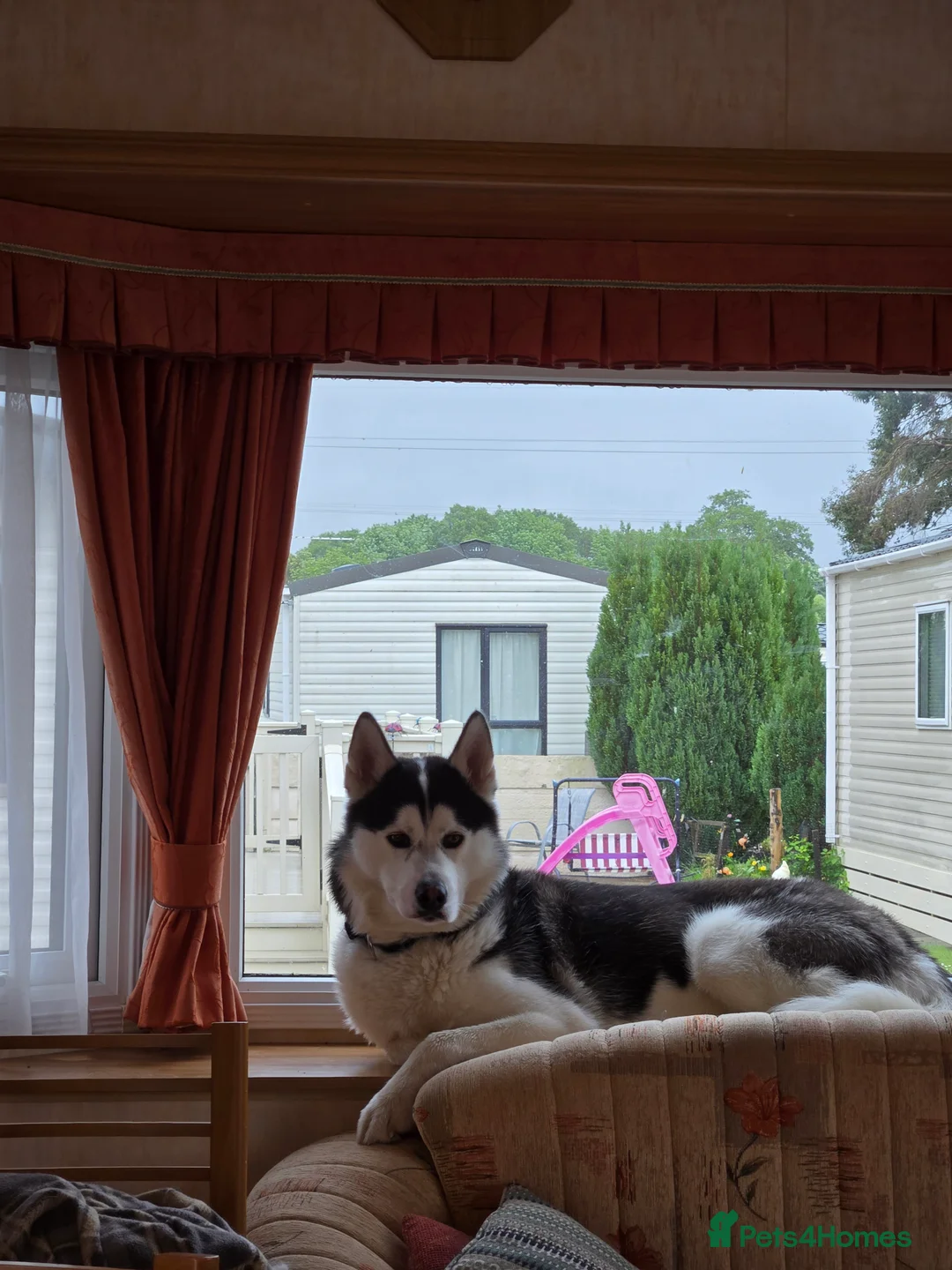 Siberian Husky dogs for stud: First time  in Manchester - Advert 2