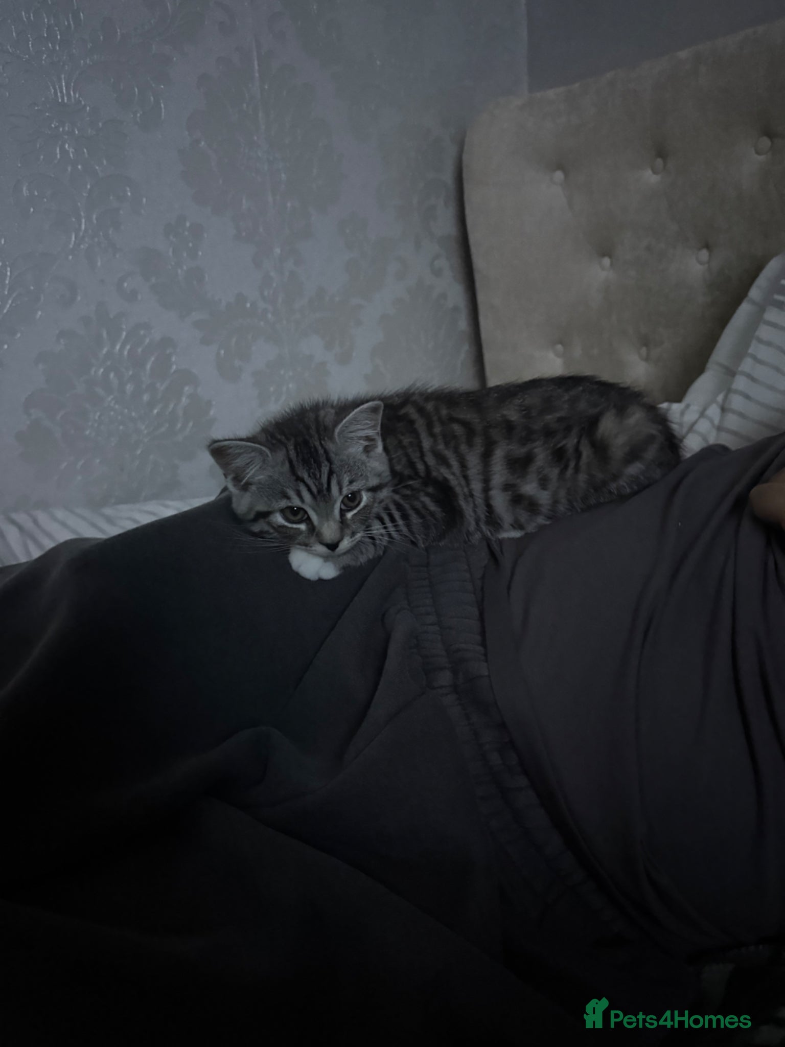 Scottish Fold cats Half Scottish Fold Boy  - Advert 3