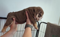 English Bulldog dogs for sale: Chunky English Bulldog Puppies  - Image 2