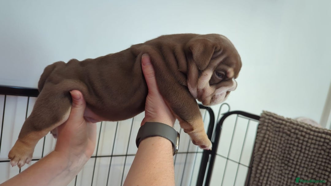 English Bulldog dogs for sale: Chunky English Bulldog Puppies  - Image 2