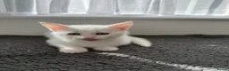 Turkish Angora cats for sale: Beautiful kitten ready for new home  - Advert 7