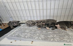 French Bulldog dogs for sale: Gorgeous frenchie pups  - Image 10