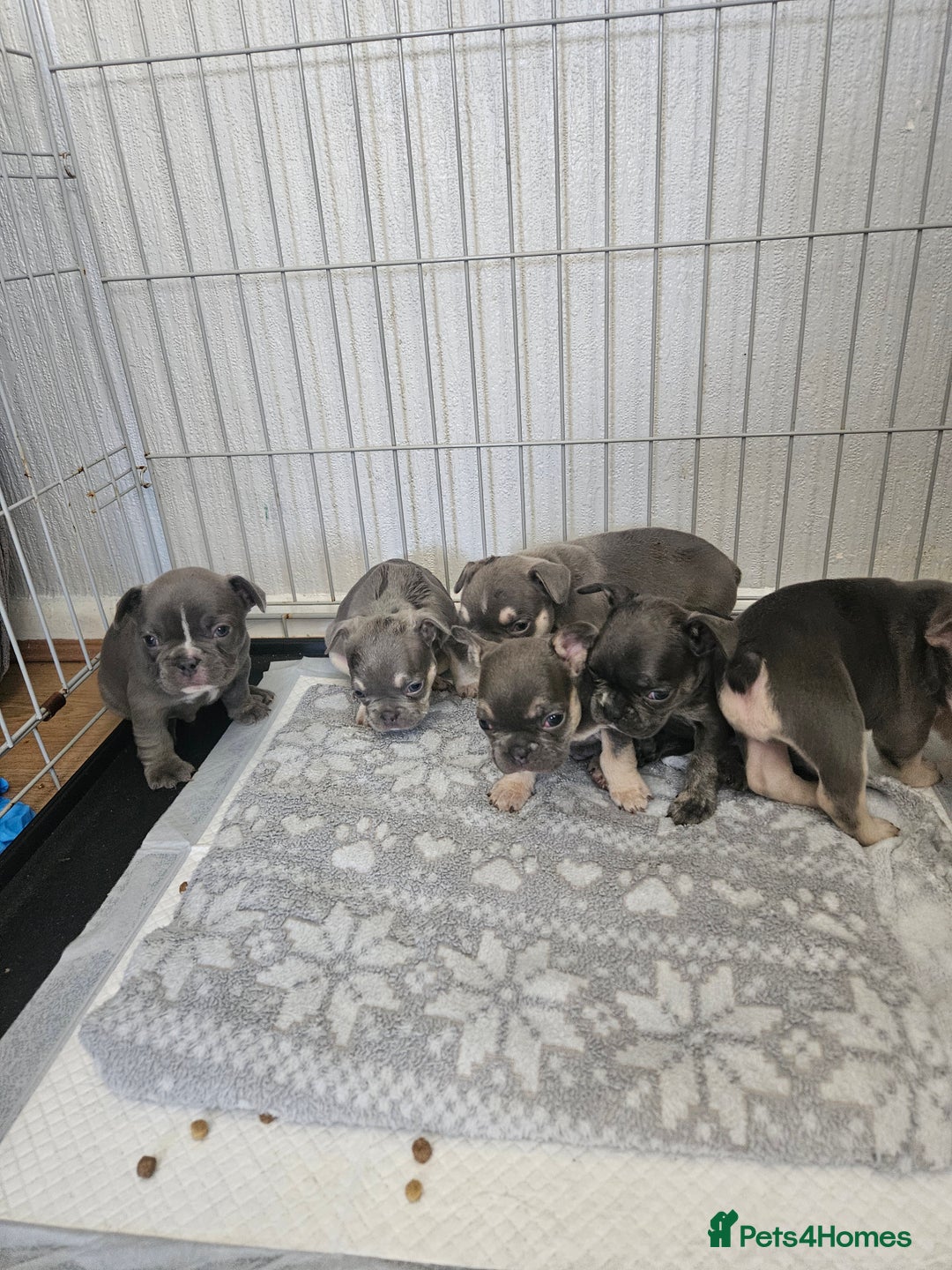 French Bulldog dogs for sale: Gorgeous frenchie pups  - Image 10