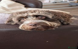 Cockapoo dogs for sale: 2 Year Old loving Cockerpoo - Image 2