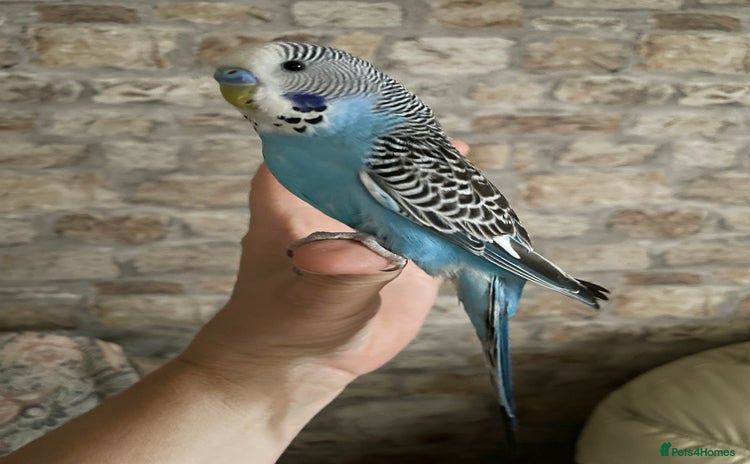 Budgerigars birds - Advert 14