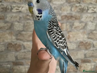 Budgerigars birds - Advert 25