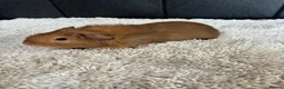 Guinea Pig rodents for sale: Stunning baby guinea pigs  - Advert 2