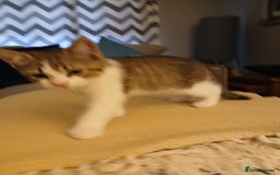 Mixed Breed cats for sale: Kittens 2male  - Image 1