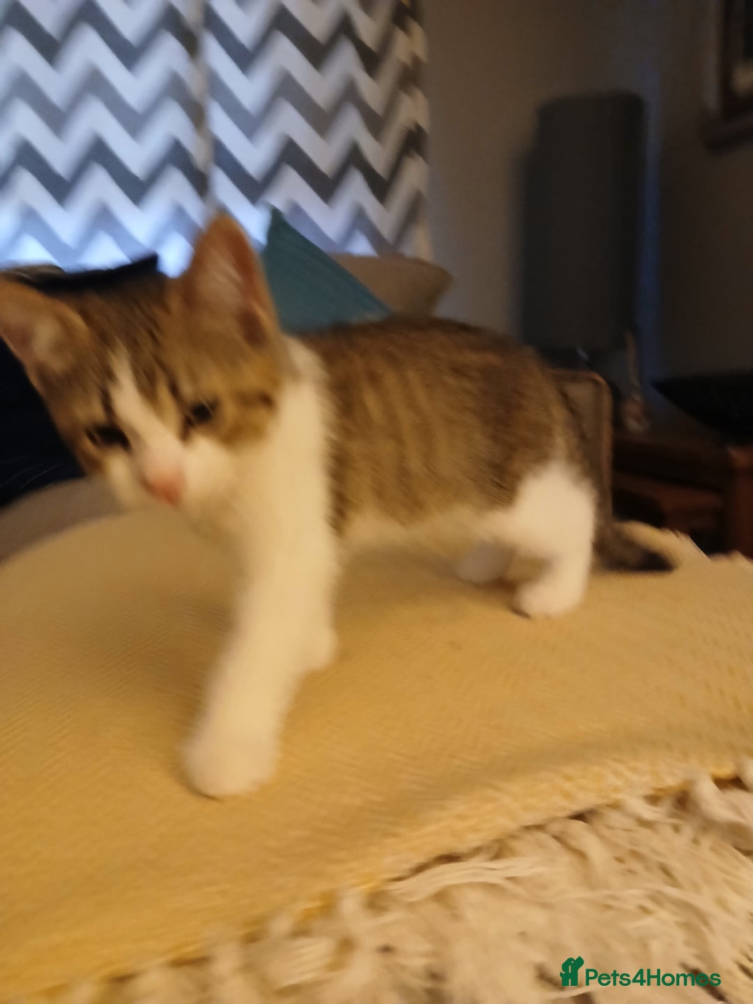 Mixed Breed cats for sale: Kittens 2male  - Image 1