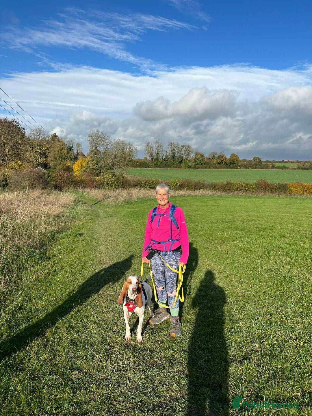 Mixed Breed dogs for adoption: Rocky - handsome Sabueso Hound for adoption - Advert 2