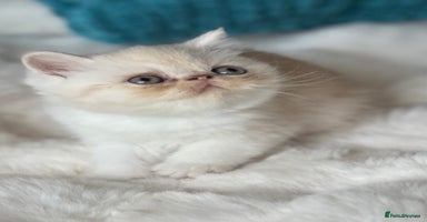 Exotic cats - Advert 3