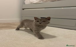 British Shorthair cats for sale: missy! grey british short hair. - Image 19