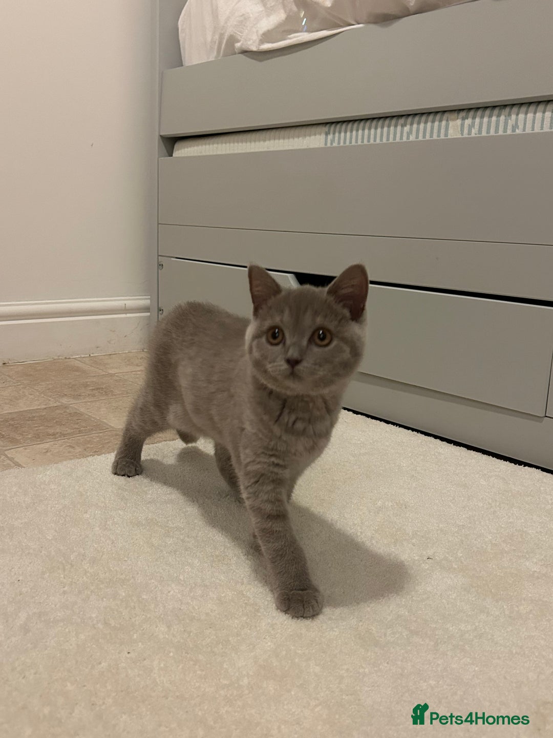 British Shorthair cats for sale: missy! grey british short hair. - Image 19