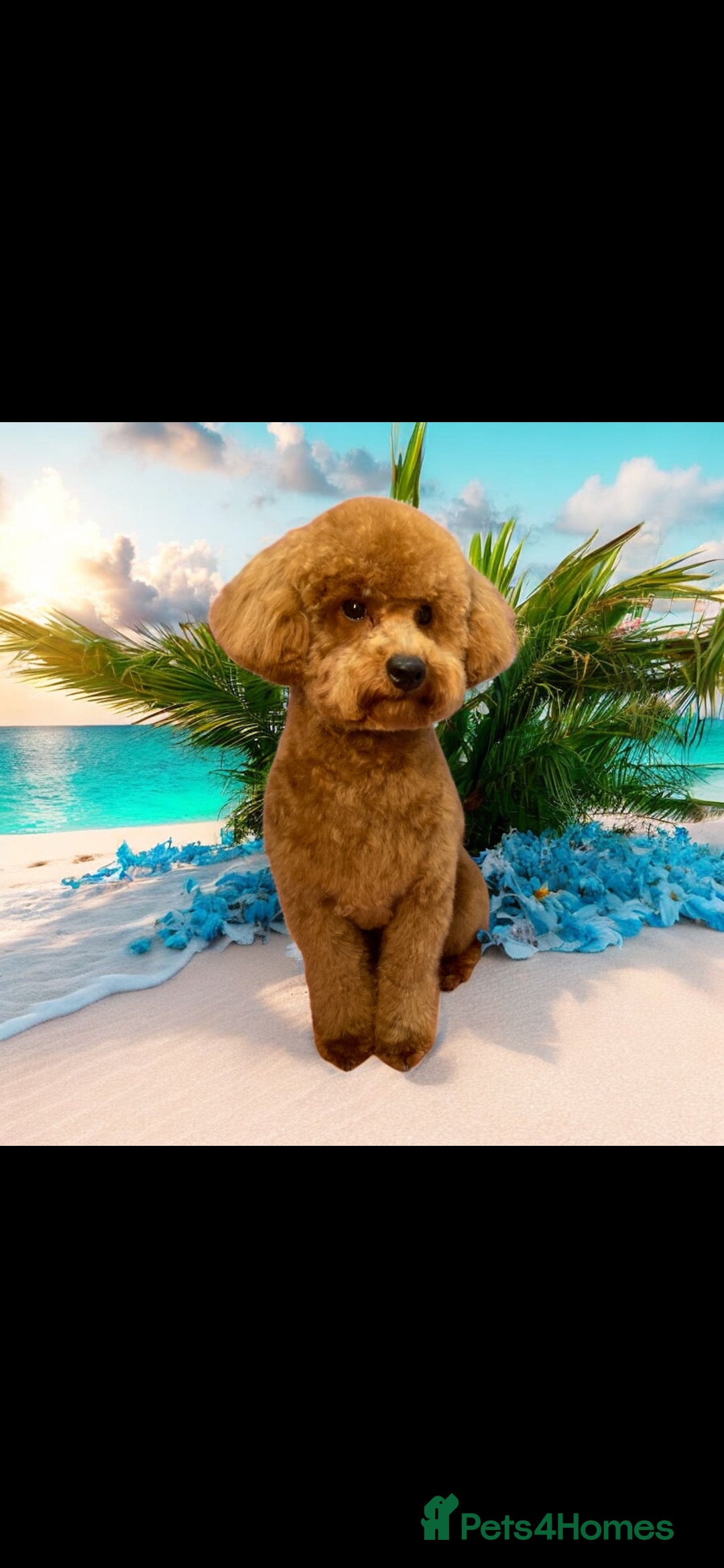 Maltipoo dogs for sale: 1 year old male Maltipoo - Advert 7