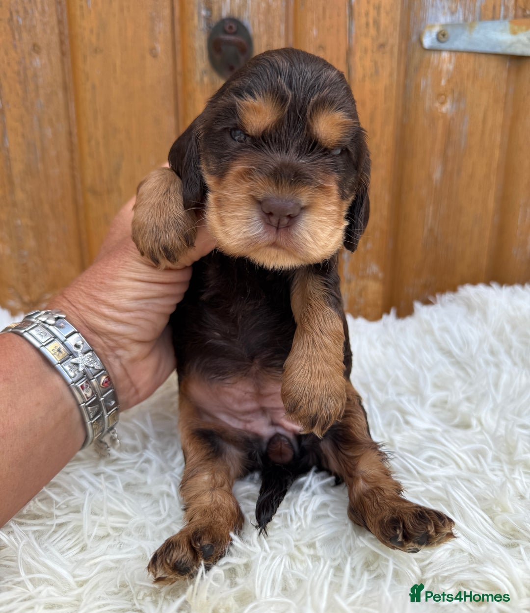 Cocker Spaniel dogs for sale: Show Cocker Spaniel pups KC reg - Image 13