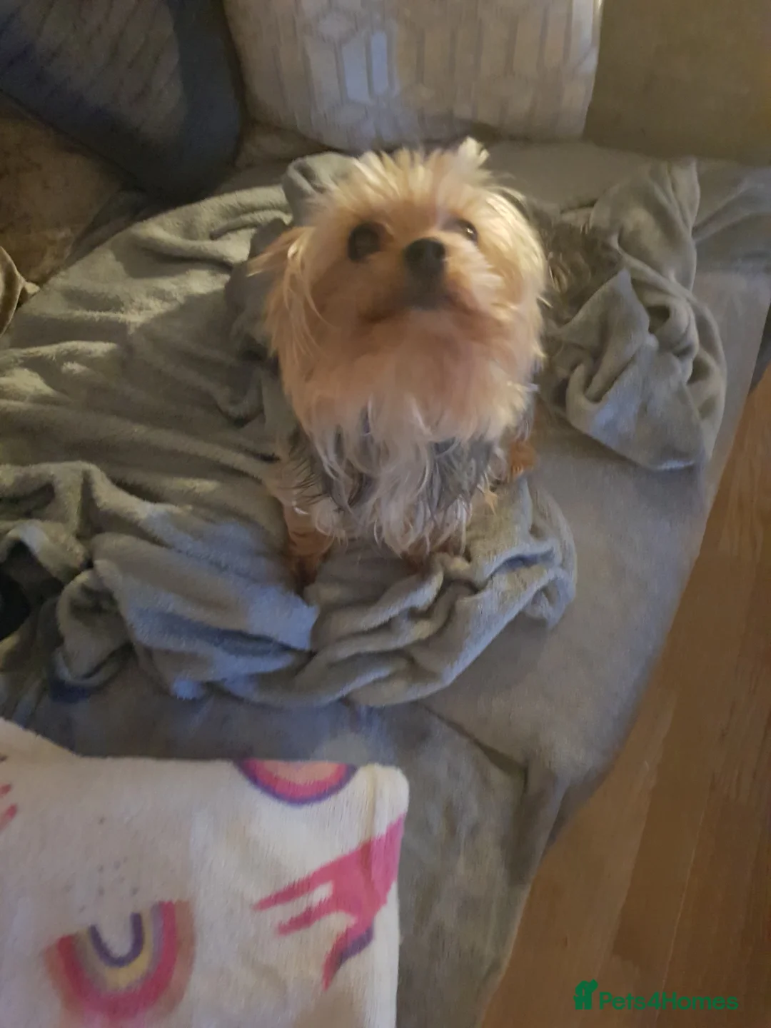 Yorkshire Terrier dogs for stud: Long haired mini yorkie terrier stud only. - Advert 4