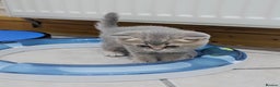 British Shorthair cats for sale: Adorable Kittens Ready For New Home - Advert 4
