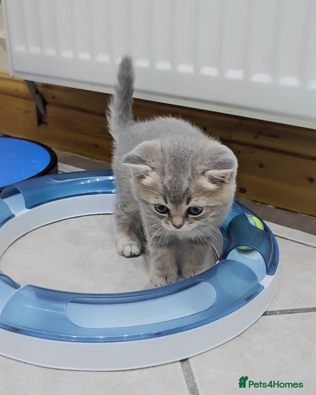 British Shorthair cats for sale: Adorable Kittens Ready For New Home - Advert 4