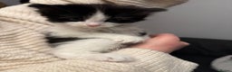 Turkish Angora cats for sale: Turkish Angora cross breed kittens - Advert 18
