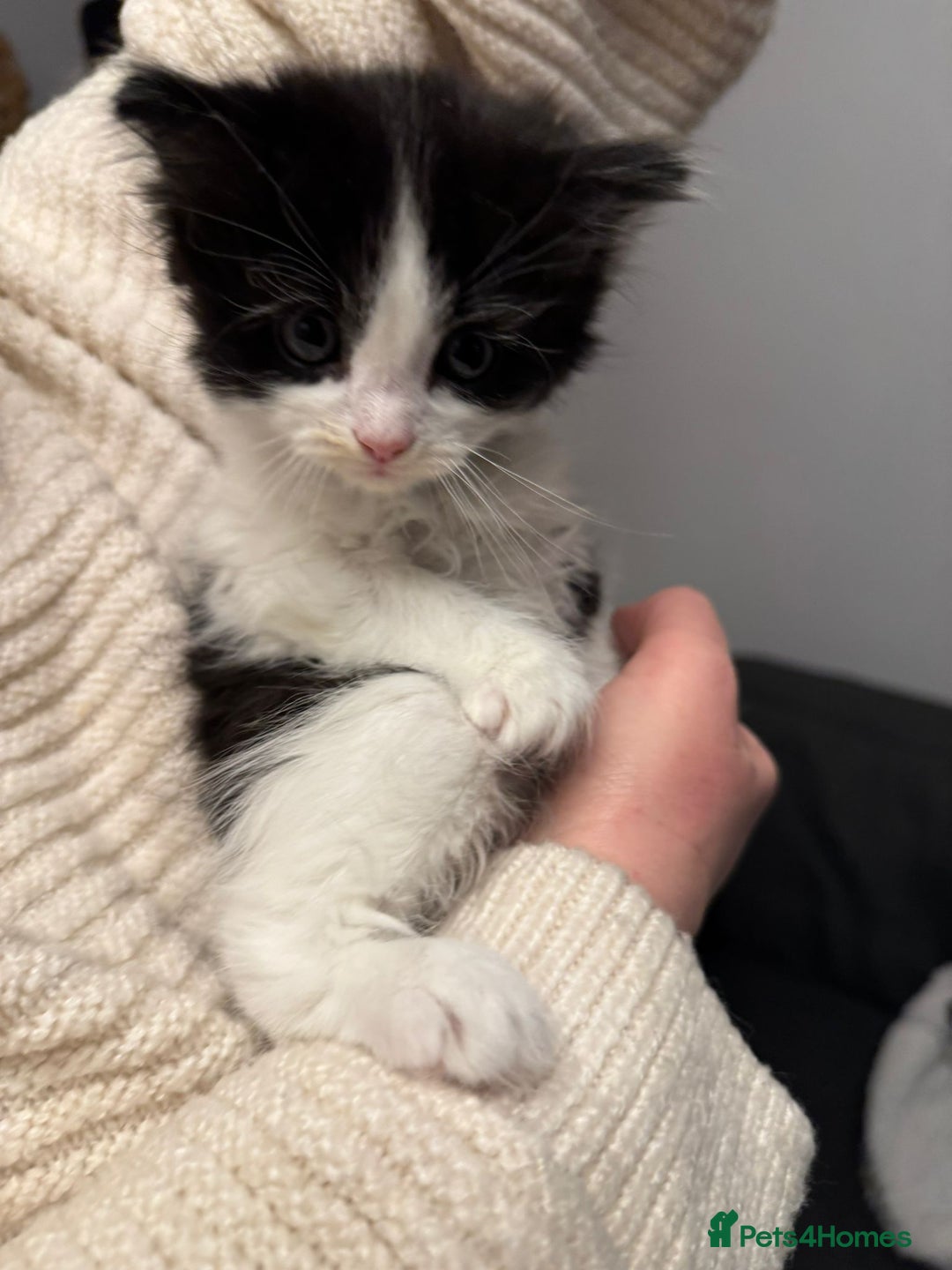 Turkish Angora cats for sale: Turkish Angora cross breed kittens - Advert 18