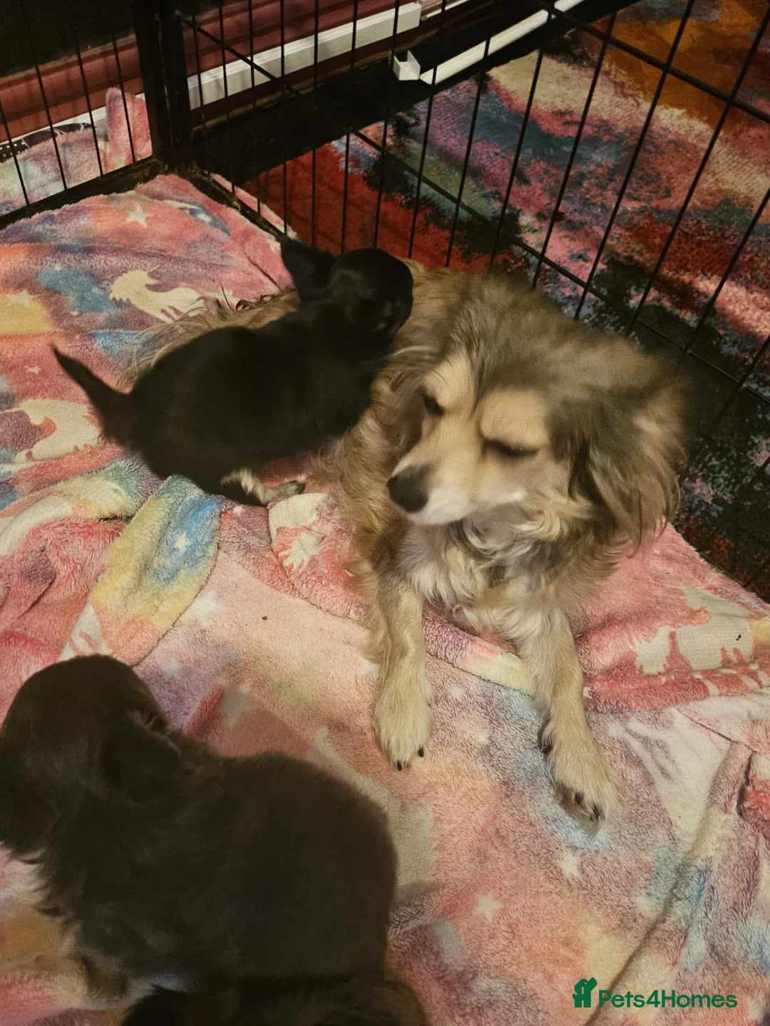 Chihuahua dogs for sale: Long haired chihuahuas - Advert 1