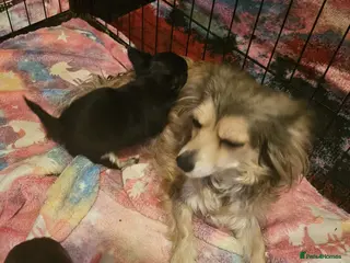 Chihuahua dogs Long haired chihuahuas - Advert 2