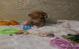 Dachshund dogs for sale: Dachshund Miniature  - Image 8