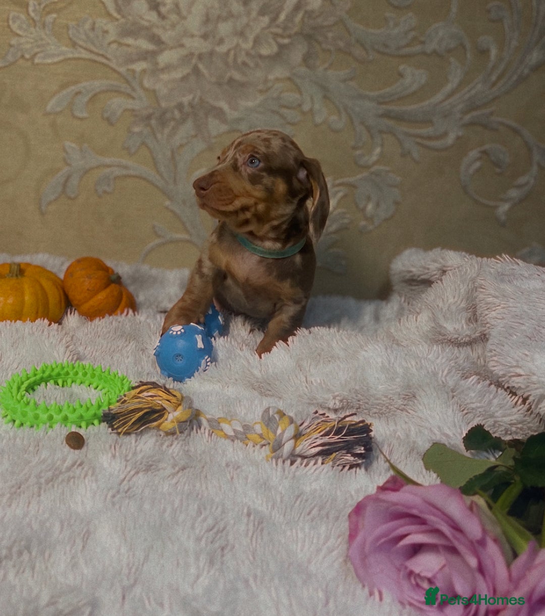 Dachshund dogs for sale: Dachshund Miniature  - Image 8