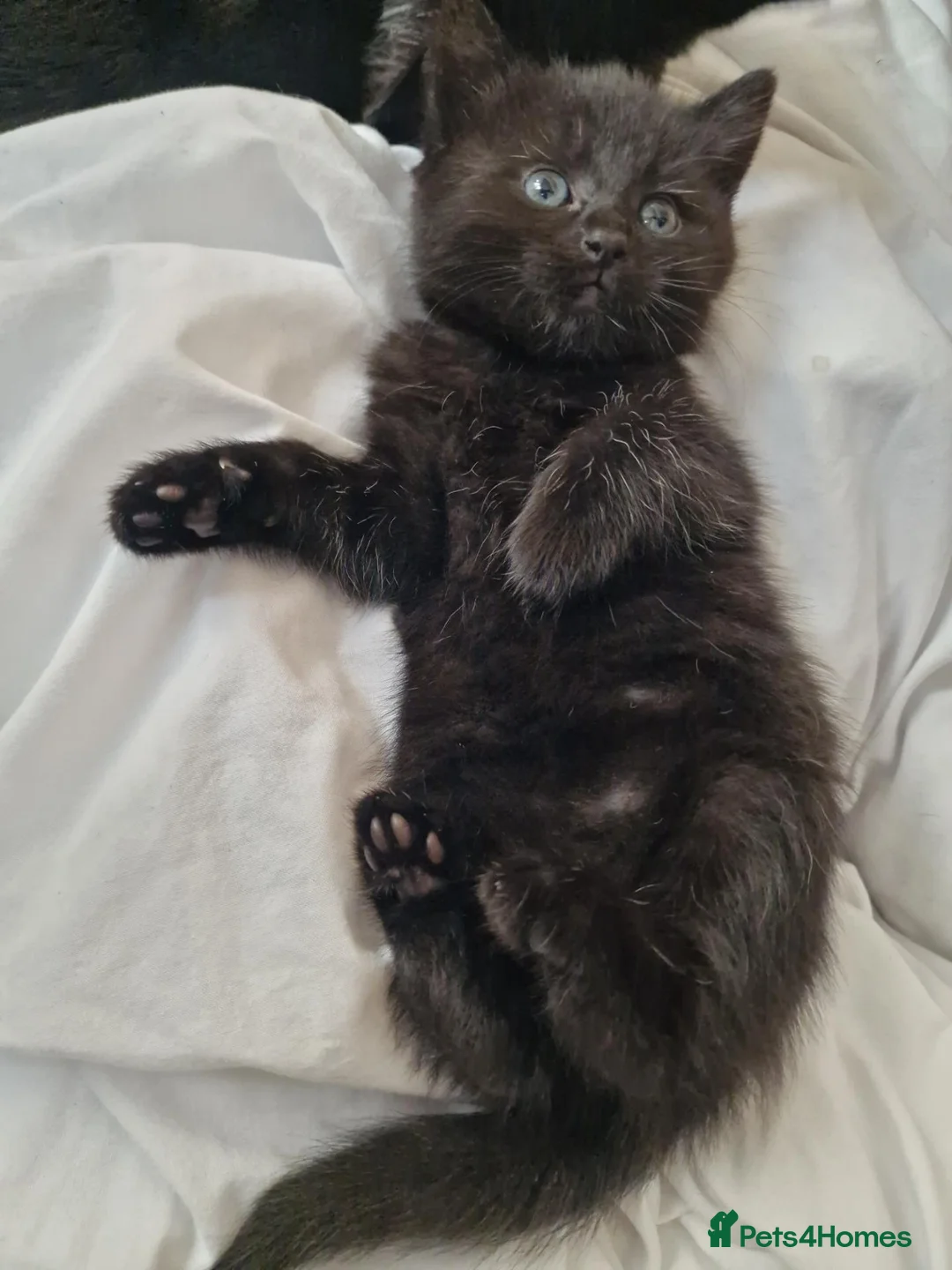 Mixed Breed cats for sale: Four black kittens with long fur and medium fur - Advert 10
