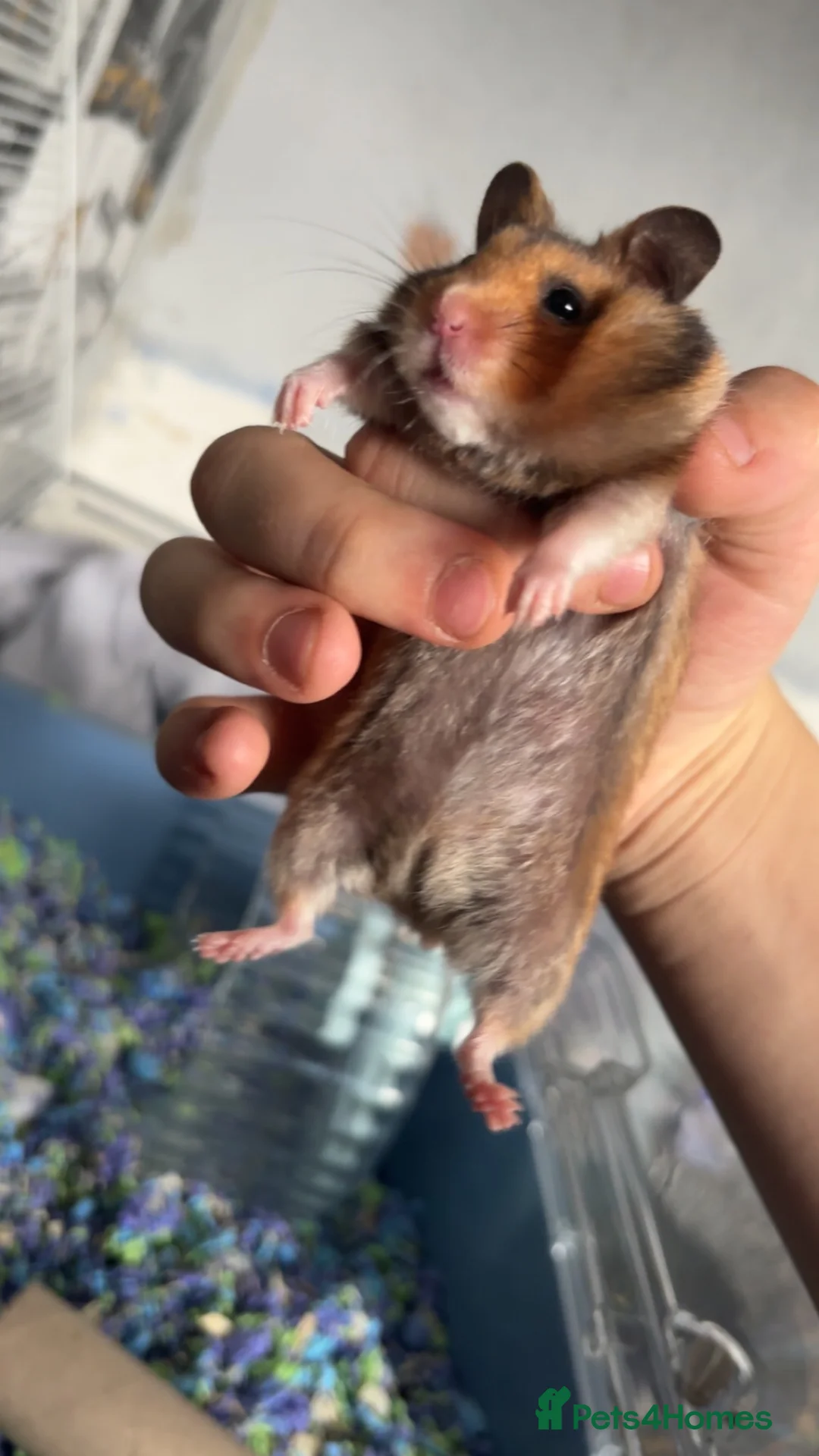 Hamster rodents for sale: Syrian hampster for sale in Stoke-on-Trent - Advert 1