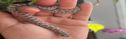Snake reptiles for sale: Western Hognose Hatchlings - Advert 11