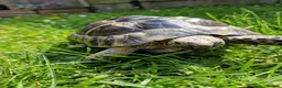 Tortoise reptiles for sale: Master Oogway Testudo Graeca (spur thigh Tortoise) in Canterbury - Advert 4