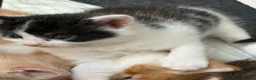 Mixed Breed cats for sale:     Healthy Playful Kittens - Advert 12