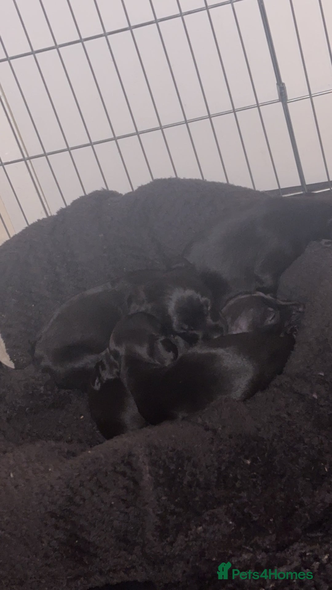 Patterdale Terrier dogs for sale: patterdale terrier pups ready to go - Image 9