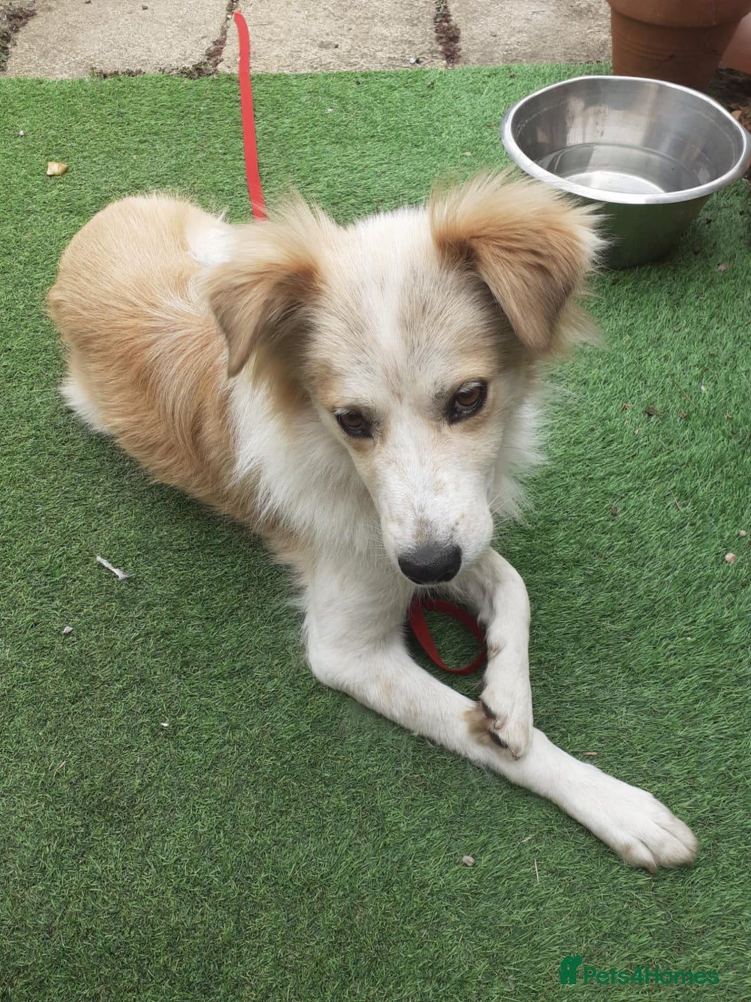 Mixed Breed dogs for adoption: 😎Zuko😎 for adoption, fostered in DONCASTER - Image 7