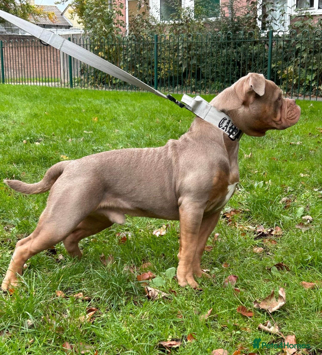 Olde English Bulldogge dogs for sale: Olde English bulldog  - Advert 2