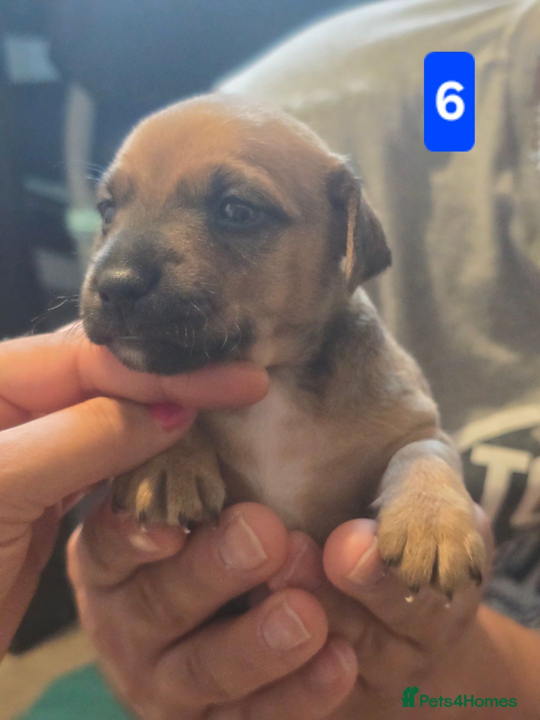 Jack Russell dogs for sale: Jack Russell puppy  - Image 19