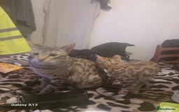 Bengal cats for sale: Bengal  - Image 2