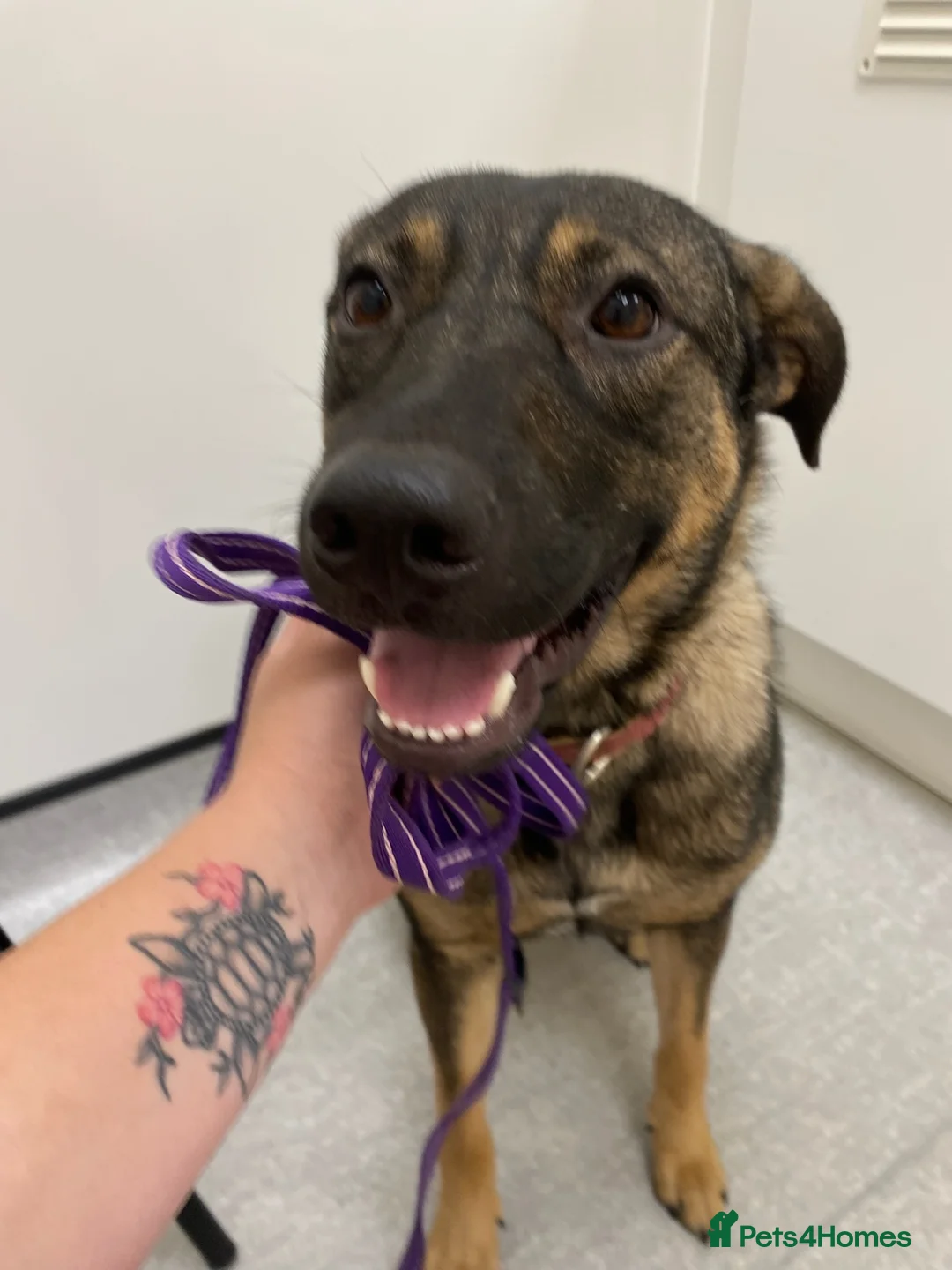 Mixed Breed dogs for adoption: Luna was stood up.... in Kidderminster - Advert 11