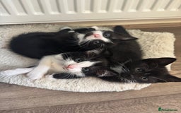 Domestic Shorthair cats for sale: Adorable little litter ❤️ - Image 4